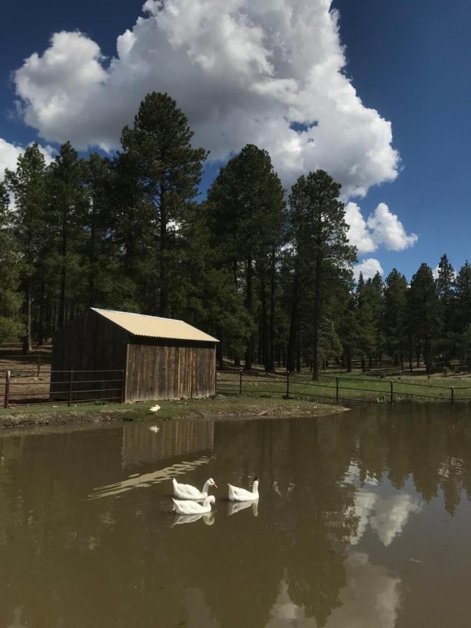 Grand Canyon 1Bd Loft/Suite-Horseback Riding-Shooting-Dogs Ok! Parks Экстерьер фото